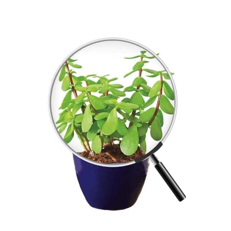 Ugaoo Good Luck Jade Plant With Apple Blue Ceramic Pot