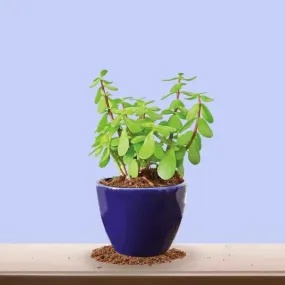 Ugaoo Good Luck Jade Plant With Apple Blue Ceramic Pot