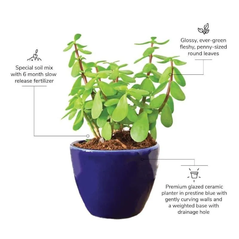 Ugaoo Good Luck Jade Plant With Apple Blue Ceramic Pot