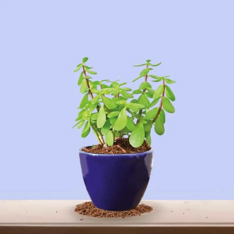 Ugaoo Good Luck Jade Plant With Apple Blue Ceramic Pot