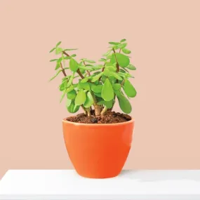 Ugaoo Good Luck Jade Plant With Apple Orange Ceramic Pot