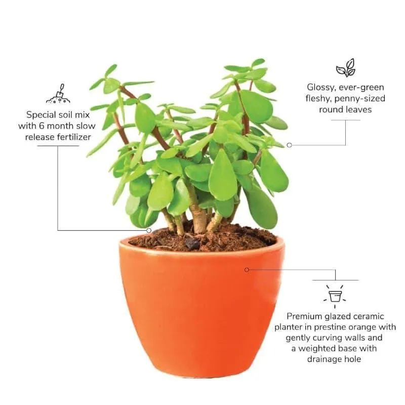 Ugaoo Good Luck Jade Plant With Apple Orange Ceramic Pot