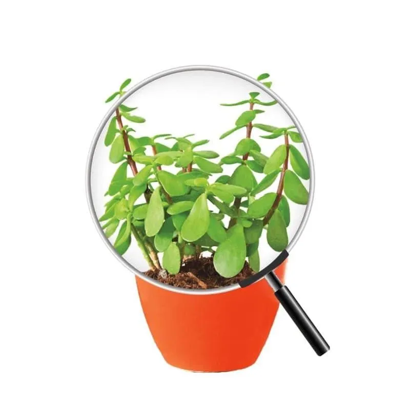 Ugaoo Good Luck Jade Plant With Apple Orange Ceramic Pot