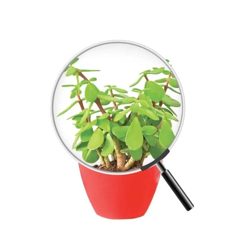 Ugaoo Good Luck Jade Plant With Apple Red Ceramic Pot