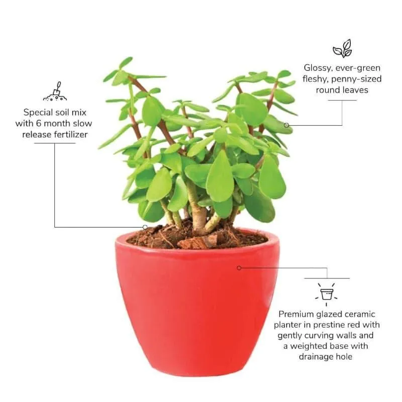 Ugaoo Good Luck Jade Plant With Apple Red Ceramic Pot