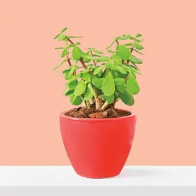 Ugaoo Good Luck Jade Plant With Apple Red Ceramic Pot