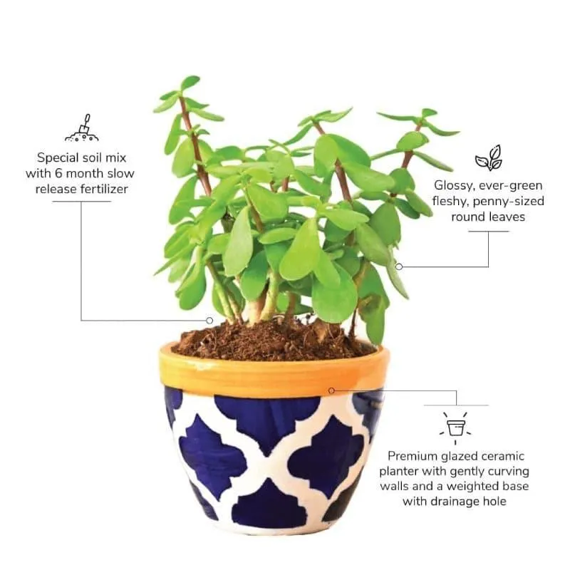 Ugaoo Good Luck Jade Plant With Apple Rose Blue Ceramic Pot