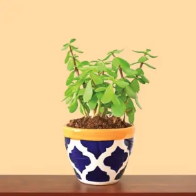 Ugaoo Good Luck Jade Plant With Apple Rose Blue Ceramic Pot
