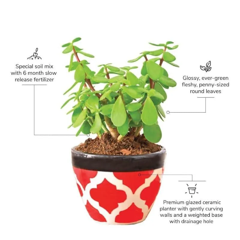 Ugaoo Good Luck Jade Plant With Apple Rose Ceramic Pot