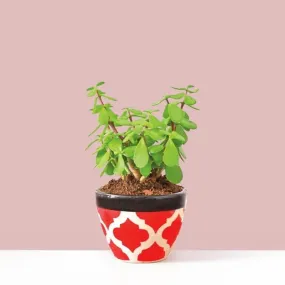 Ugaoo Good Luck Jade Plant With Apple Rose Ceramic Pot