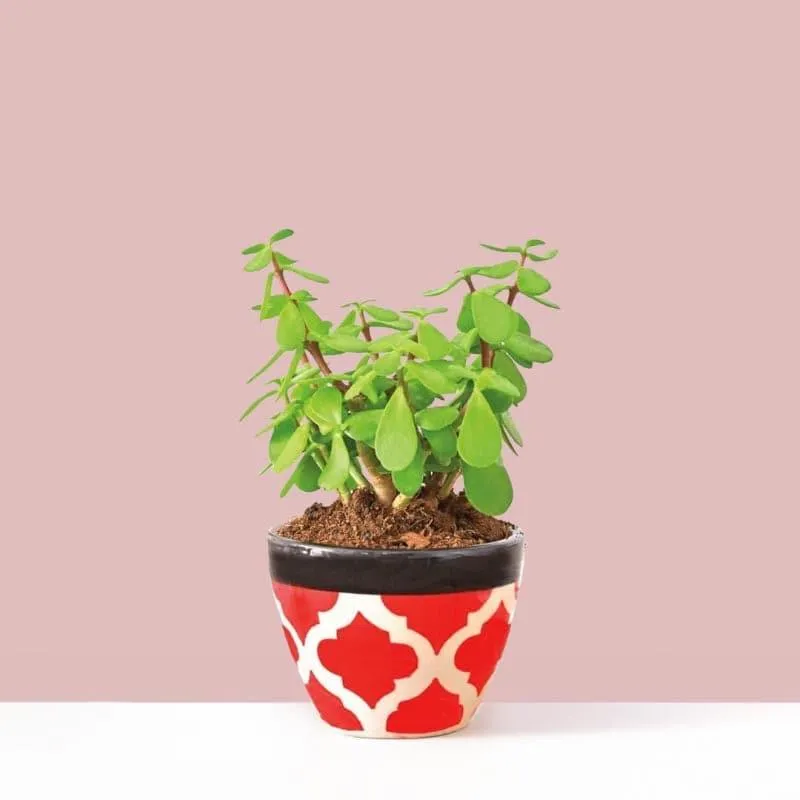 Ugaoo Good Luck Jade Plant With Apple Rose Ceramic Pot