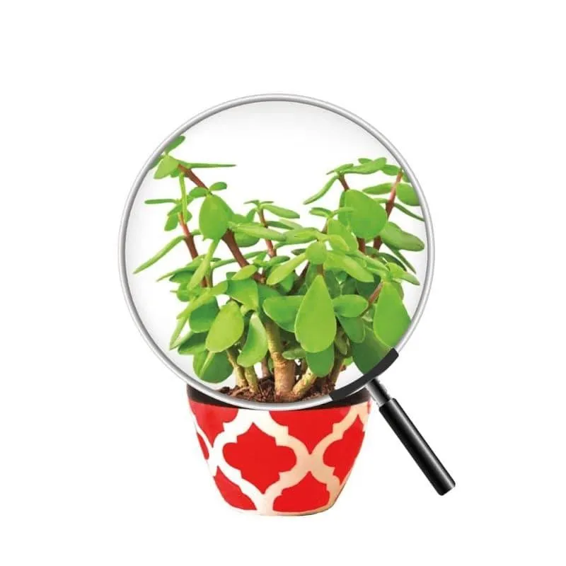 Ugaoo Good Luck Jade Plant With Apple Rose Ceramic Pot