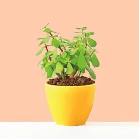 Ugaoo Good Luck Jade Plant With Apple Yellow Ceramic Pot