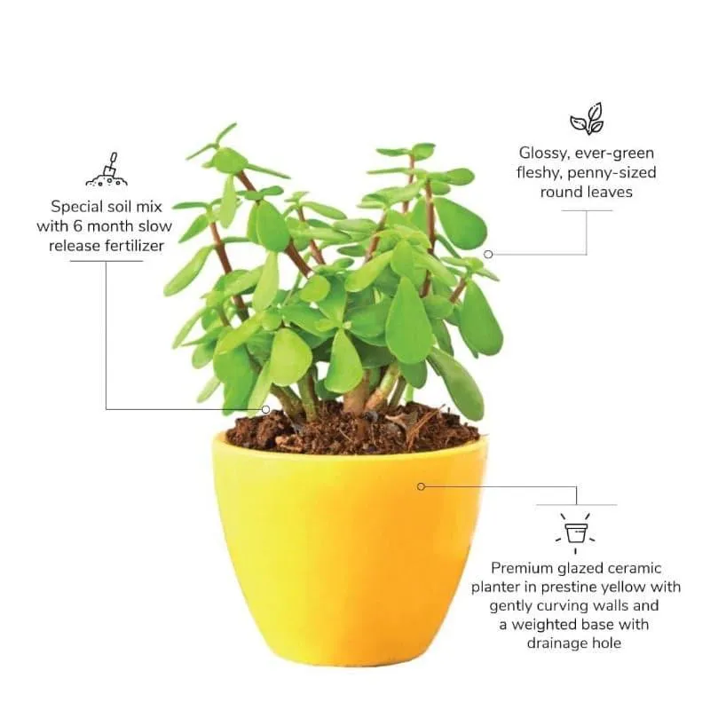 Ugaoo Good Luck Jade Plant With Apple Yellow Ceramic Pot