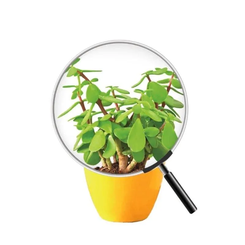 Ugaoo Good Luck Jade Plant With Apple Yellow Ceramic Pot