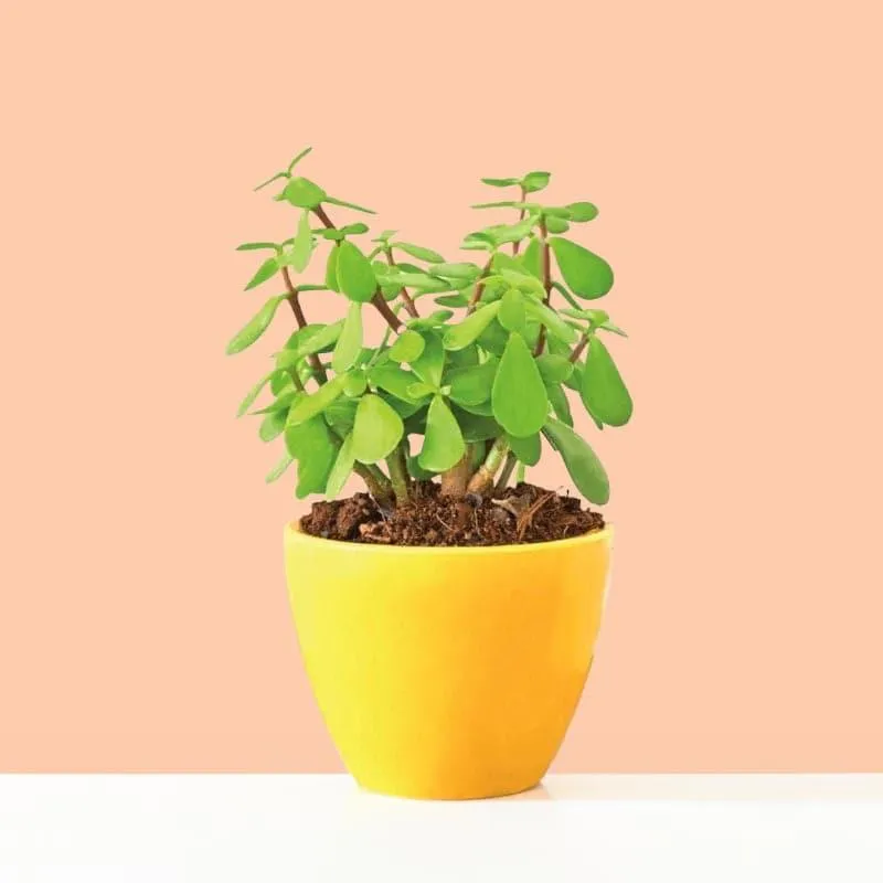 Ugaoo Good Luck Jade Plant With Apple Yellow Ceramic Pot