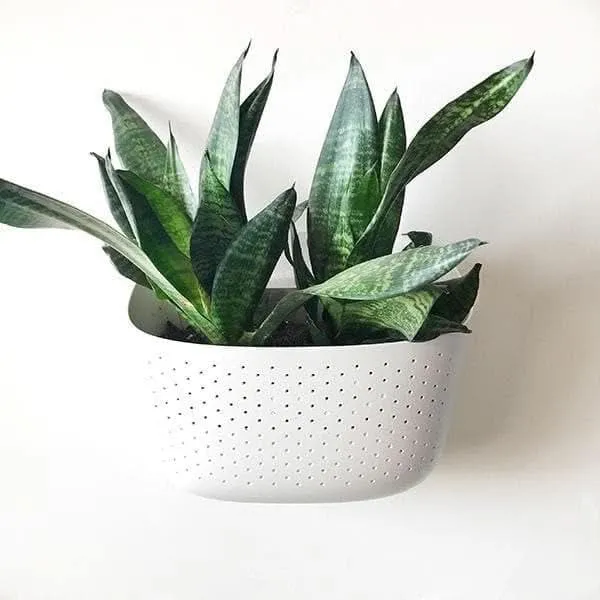 Wally Eco Living Wall Planter
