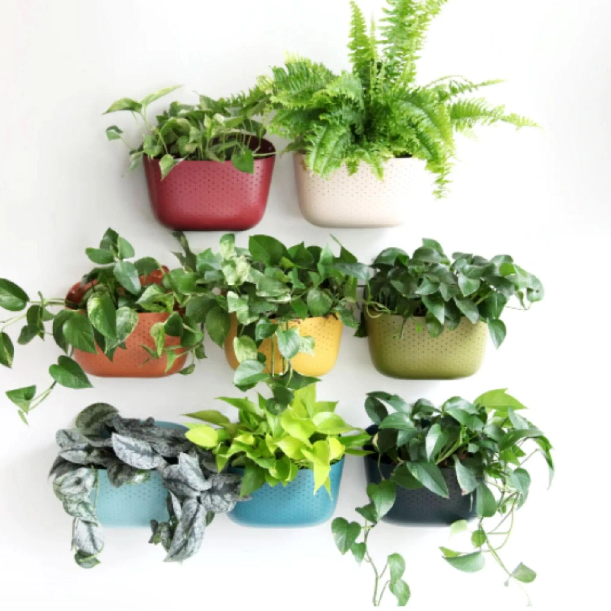 Wally Eco Living Wall Planter