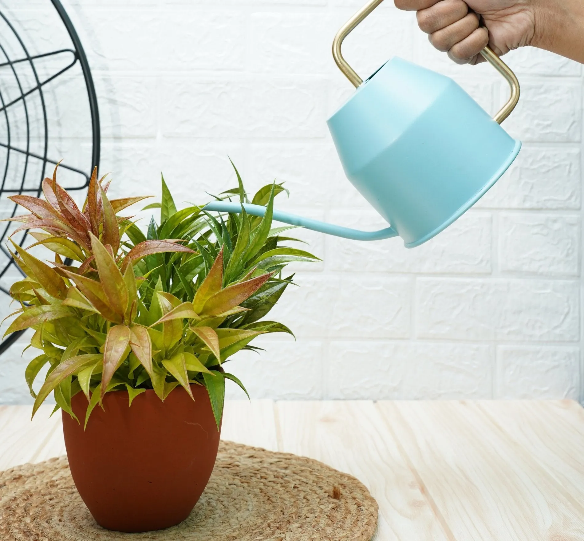 Watering Can For Plants | Terrace Garden Accessories - Sky Blue (0.9 Lt)