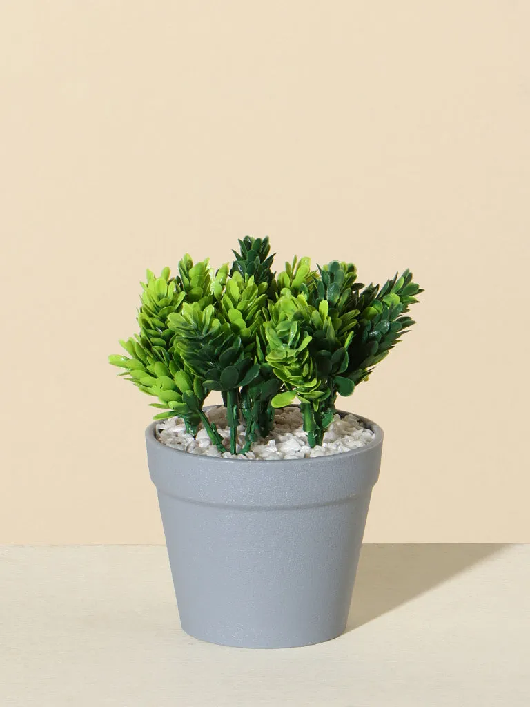 Westside Home Green Pinecone Plant