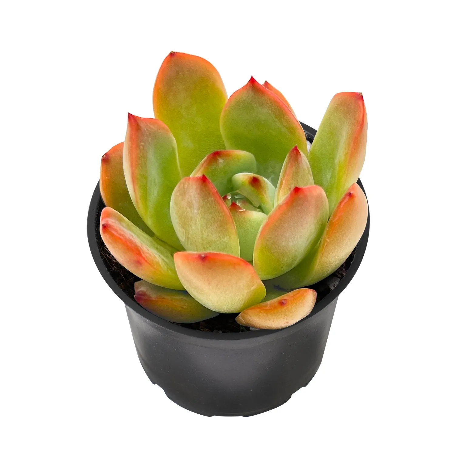 x Graptoveria Grim Pink