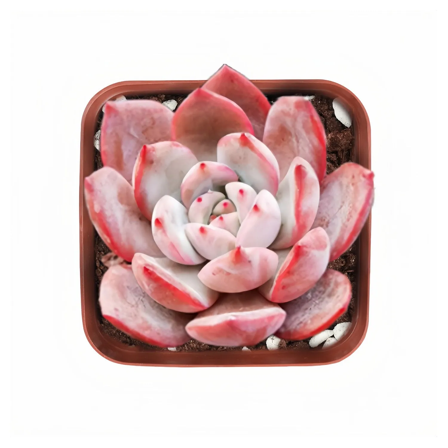 x Graptoveria Grim Pink