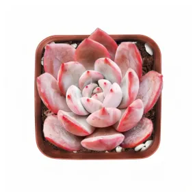 x Graptoveria Grim Pink