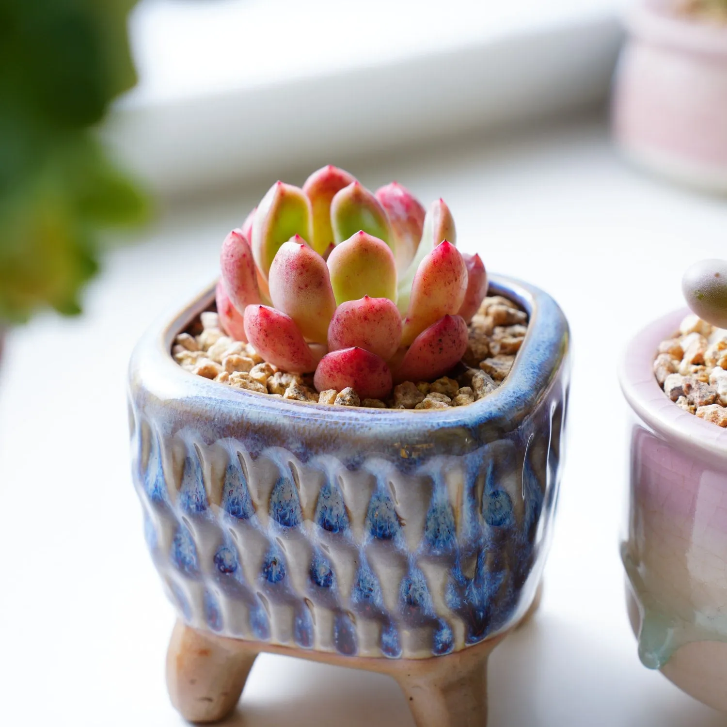 x Graptoveria Grim Pink