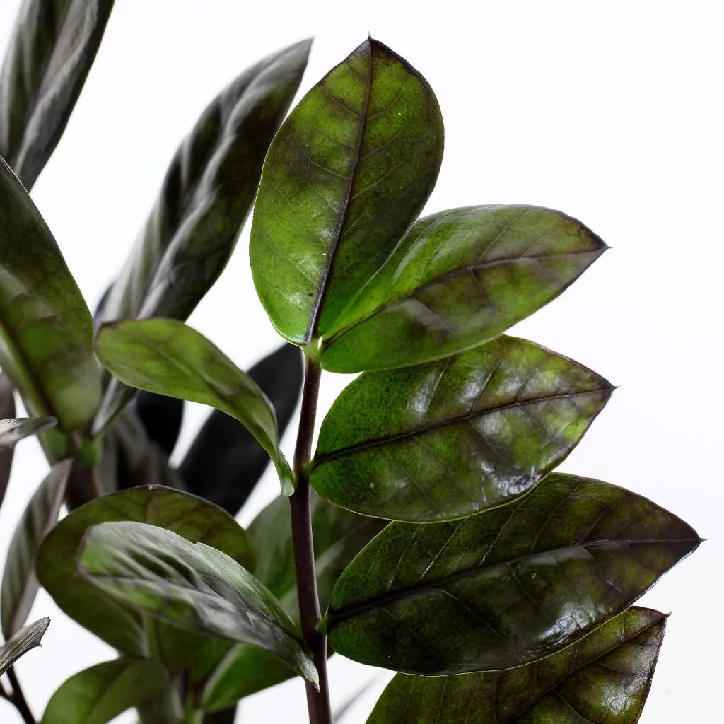 Zamioculcas Ravens