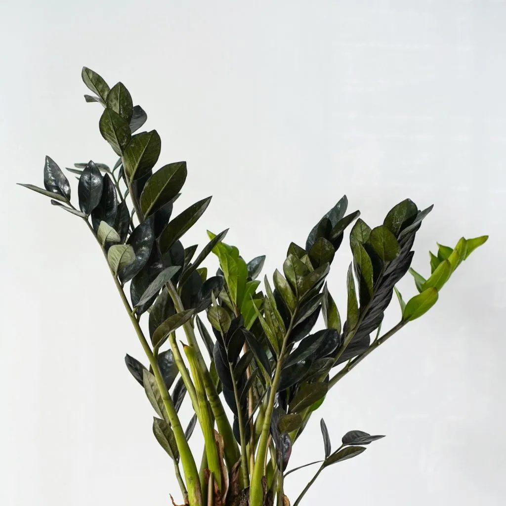 Zamioculcas Ravens